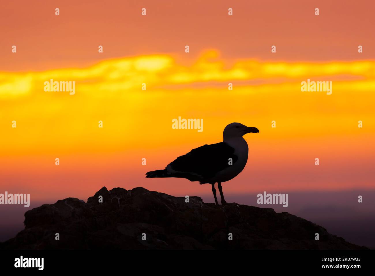 Goéland hareng (Larus argentatus) debout sur un rocher au coucher du soleil sur l'île Skomer sur la côte du Pembrokeshire près de Marloes, dans l'ouest du pays de Galles, célèbre pour sa faune Banque D'Images