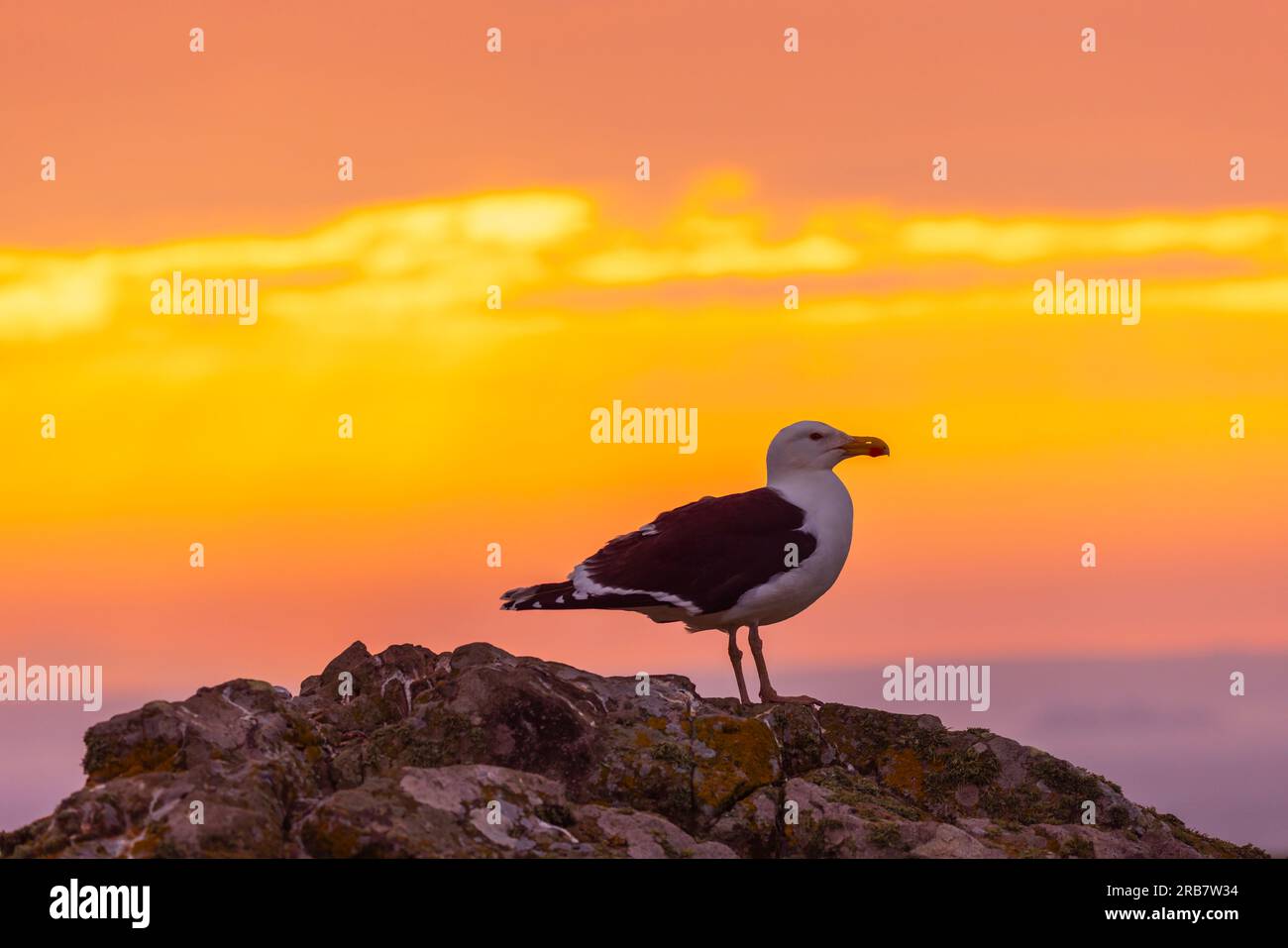 Goéland hareng (Larus argentatus) debout sur un rocher au coucher du soleil sur l'île Skomer sur la côte du Pembrokeshire près de Marloes, dans l'ouest du pays de Galles, célèbre pour sa faune Banque D'Images