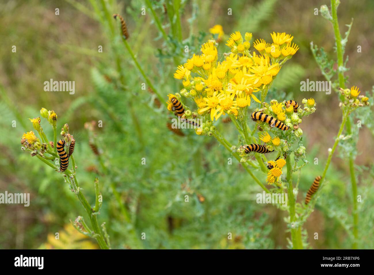 Chenilles de la teigne du cinabre (Tyria jacobaeae), larves rayées noires et jaunes sur l'armoise commune (Senecio jacobaea) en juillet ou en été, Angleterre, Royaume-Uni Banque D'Images