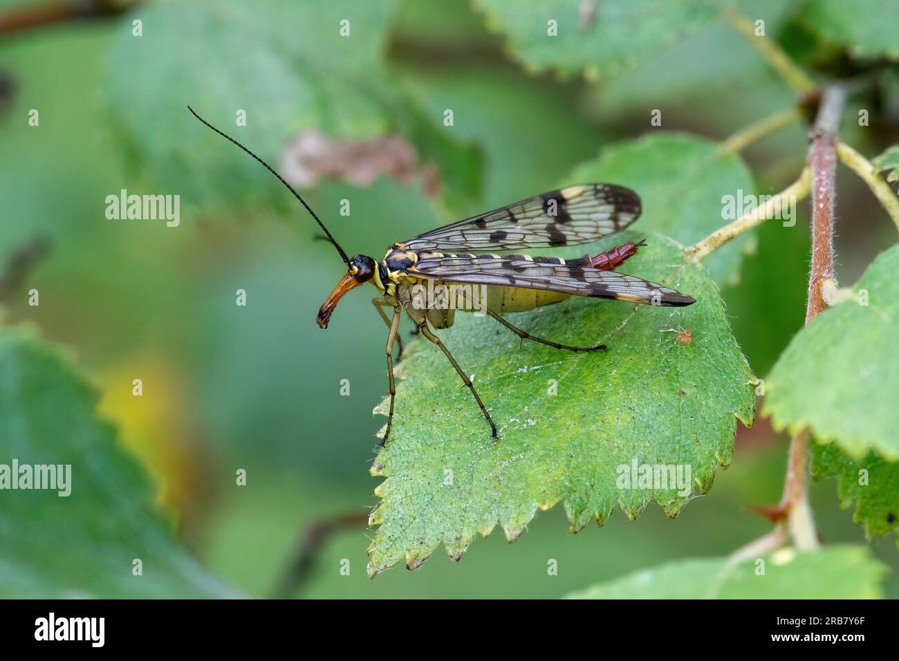 Insecte Scorpion (Panorpa communis), Royaume-Uni, en été Banque D'Images