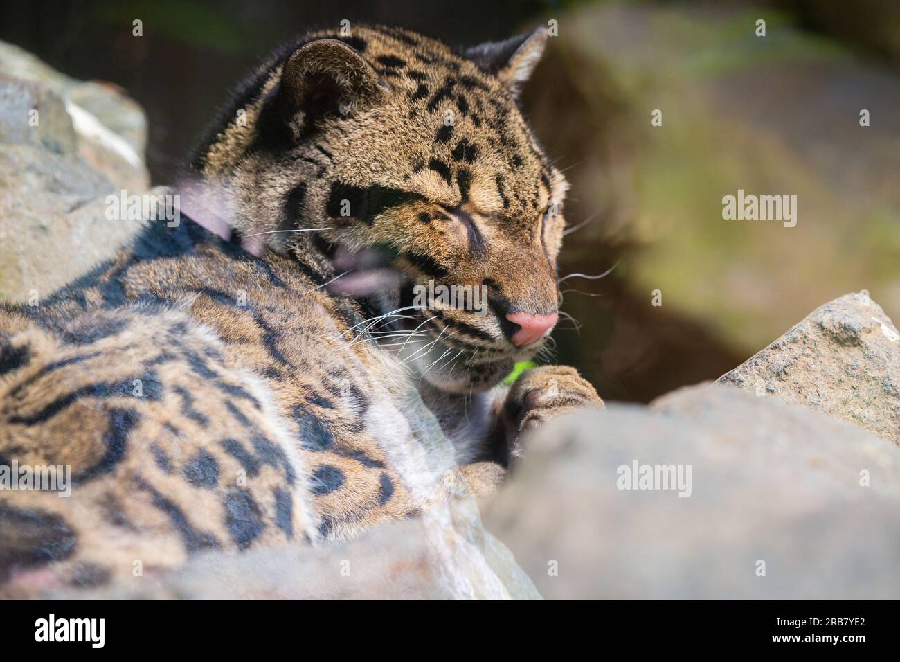 Cette photo montre un adulte léopard nuageux qui vit dans un parc animalier. Son nom scientifique est Neofelis nebulosa. Le léopard nuageux a un coa tacheté Banque D'Images