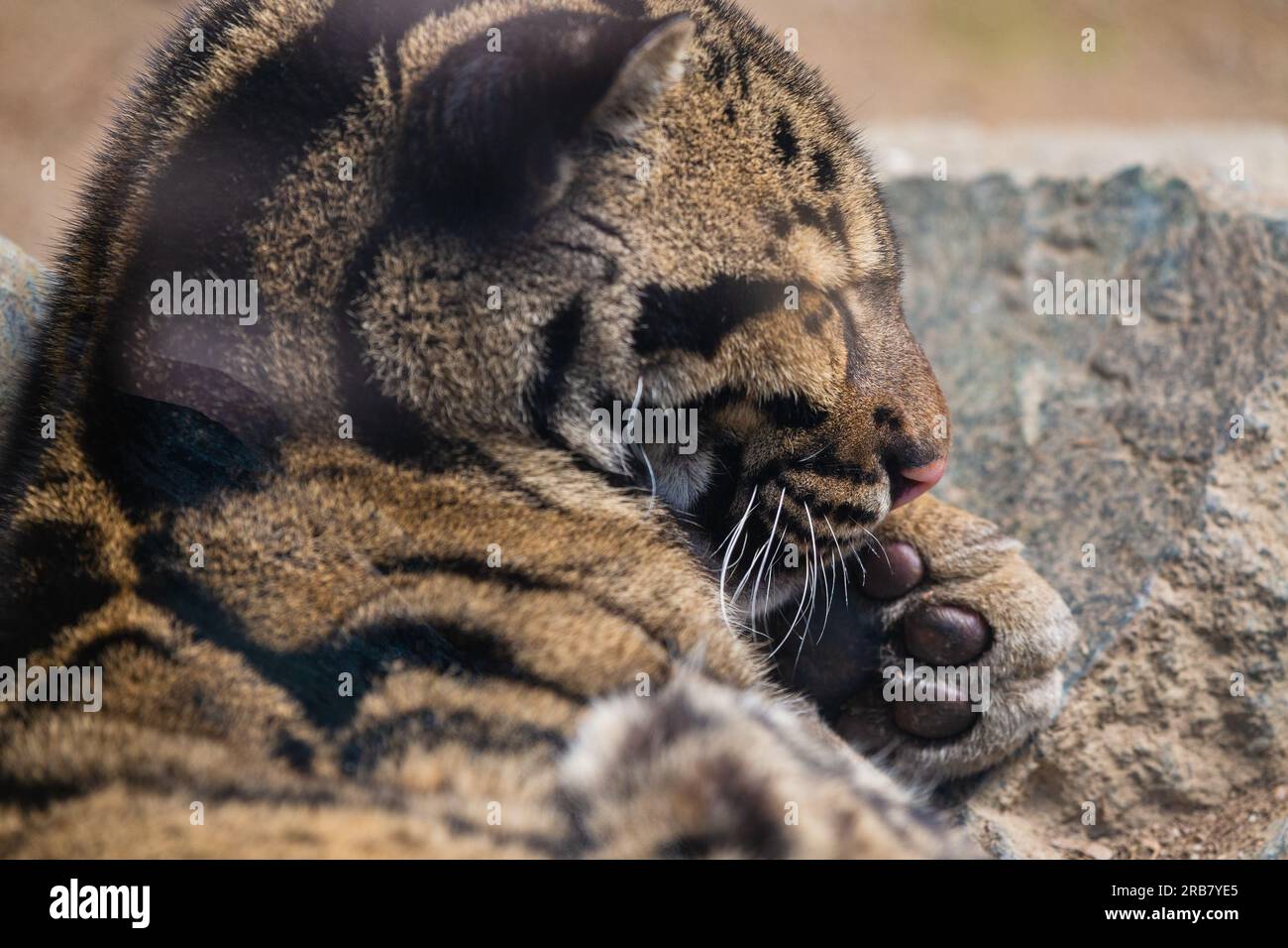 Cette photo montre un adulte léopard nuageux qui vit dans un parc animalier. Son nom scientifique est Neofelis nebulosa. Le léopard nuageux a un coa tacheté Banque D'Images
