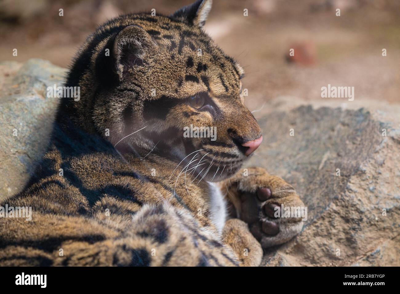 Cette photo montre un adulte léopard nuageux qui vit dans un parc animalier. Son nom scientifique est Neofelis nebulosa. Le léopard nuageux a un coa tacheté Banque D'Images