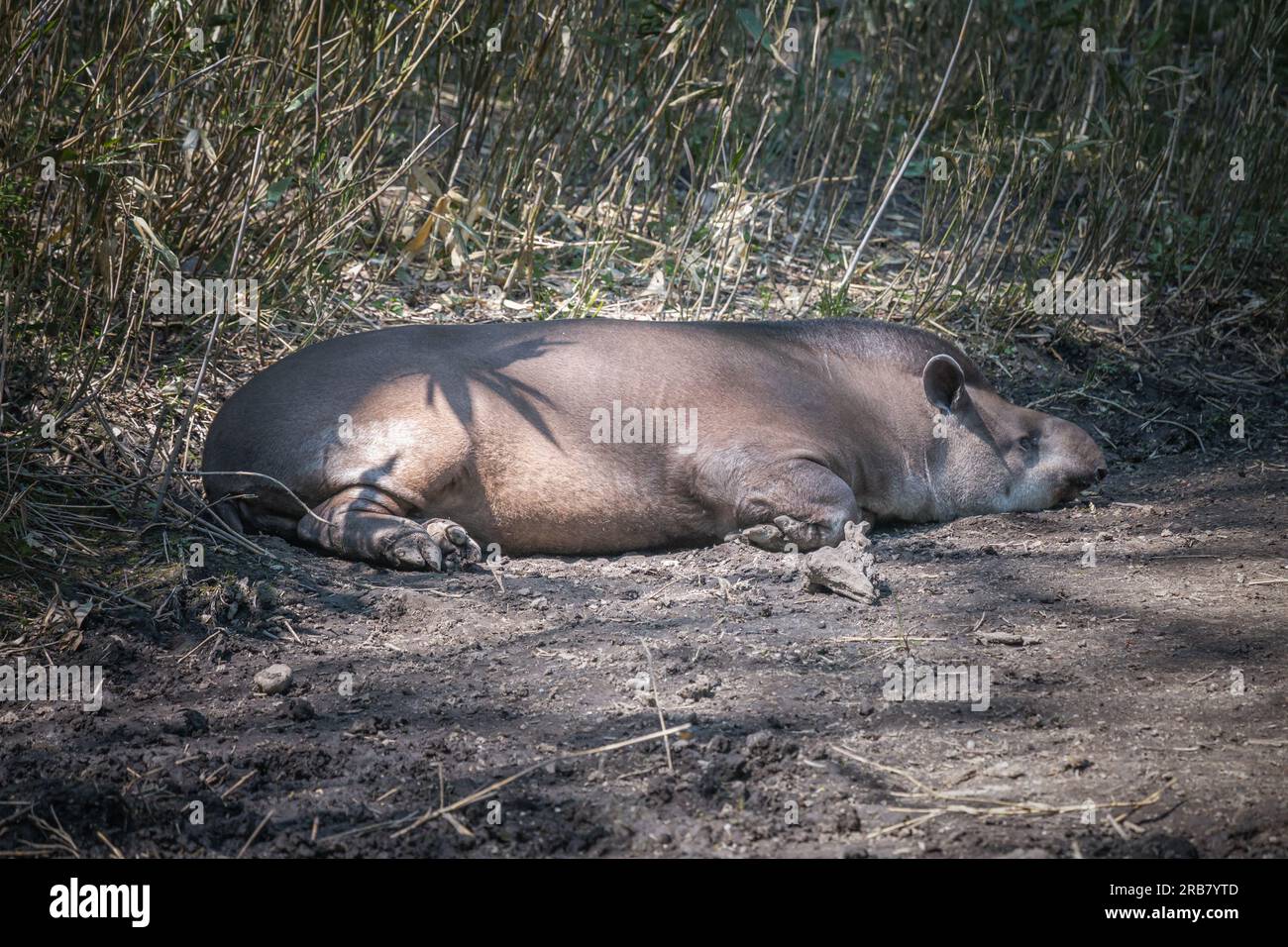 Cette photo montre un tapir adulte qui vit dans un parc animalier. Le tapir est un mammifère ongulé qui appartient à la famille des Tapiridae, le seul membe existant Banque D'Images