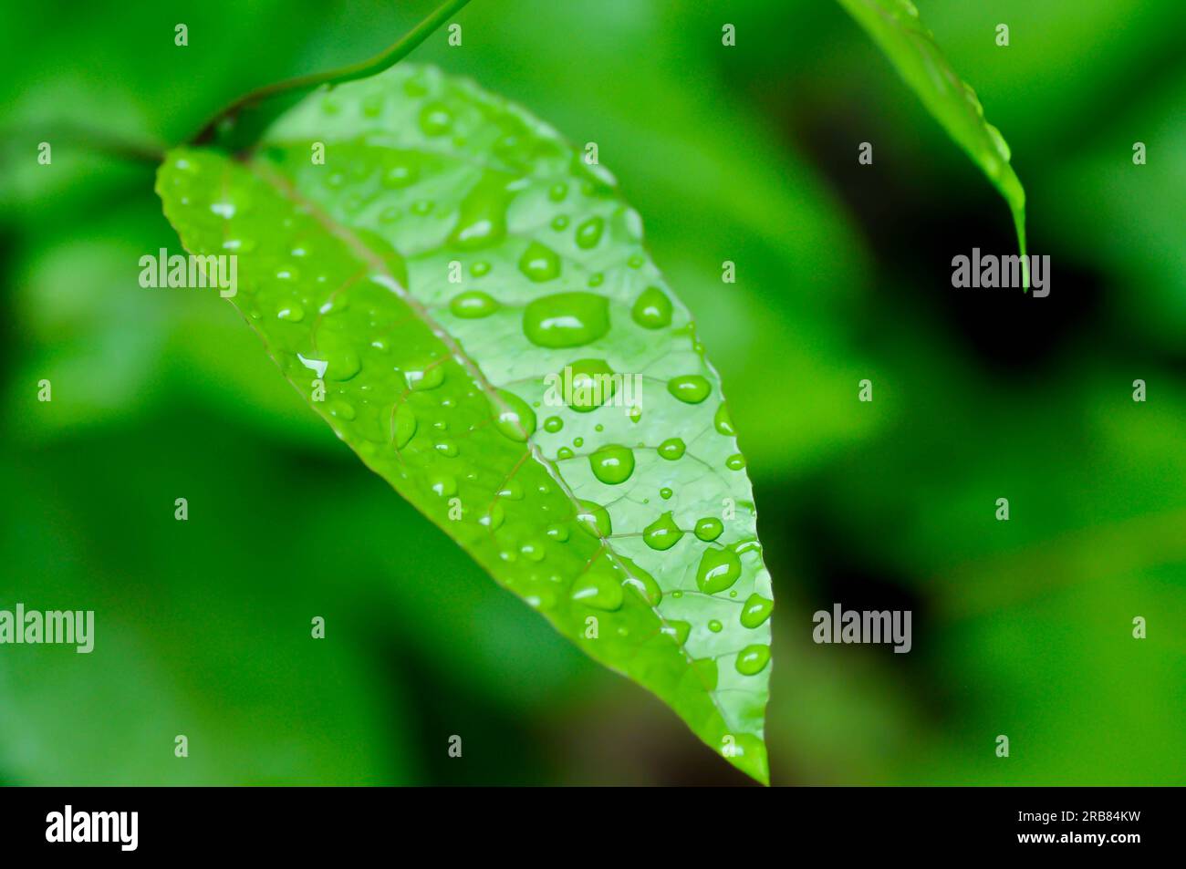 Plante de fruit de la passion, Passiflora edulis ou Passionfruit ou Maracuja feuille et goutte de pluie Banque D'Images