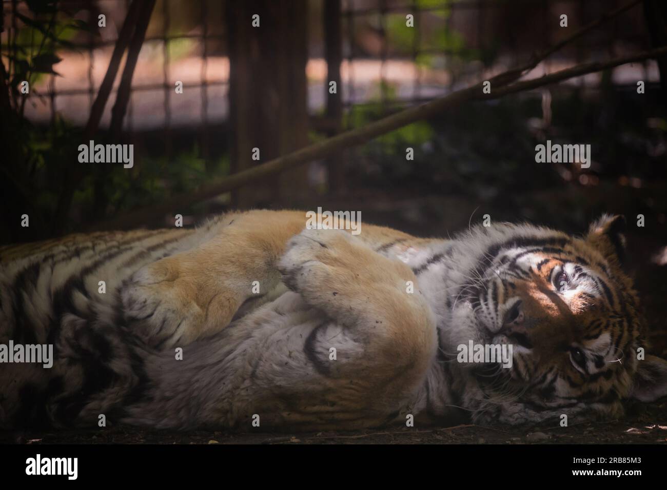 Cette photo montre un tigre adulte qui vit dans un parc animalier. Le tigre a l'air détendu et curieux, profitant de l'enceinte spacieuse et naturelle Banque D'Images