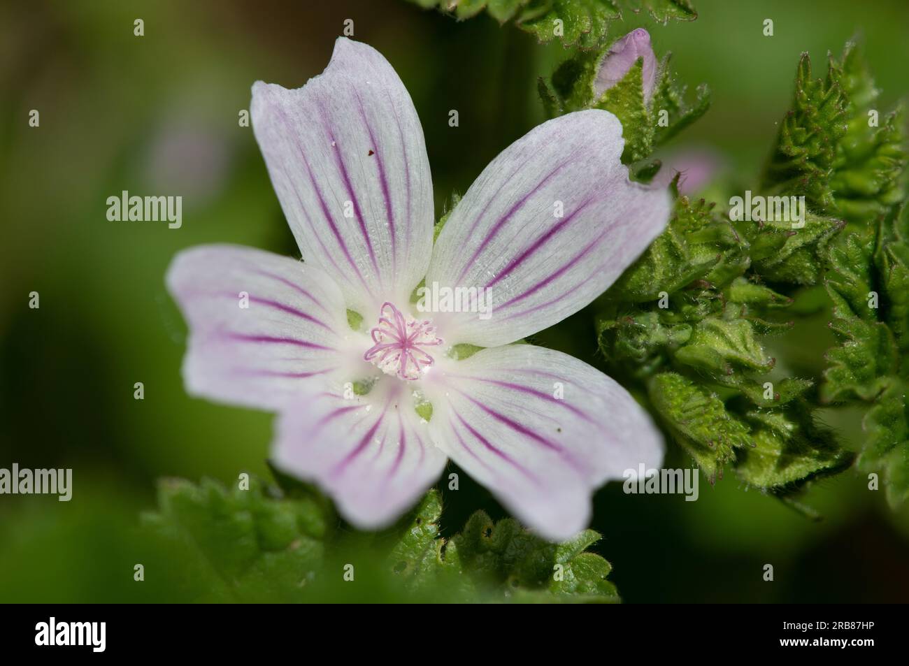 Gros plan d'une fleur de malow commune (malva negecta) en fleur Banque D'Images