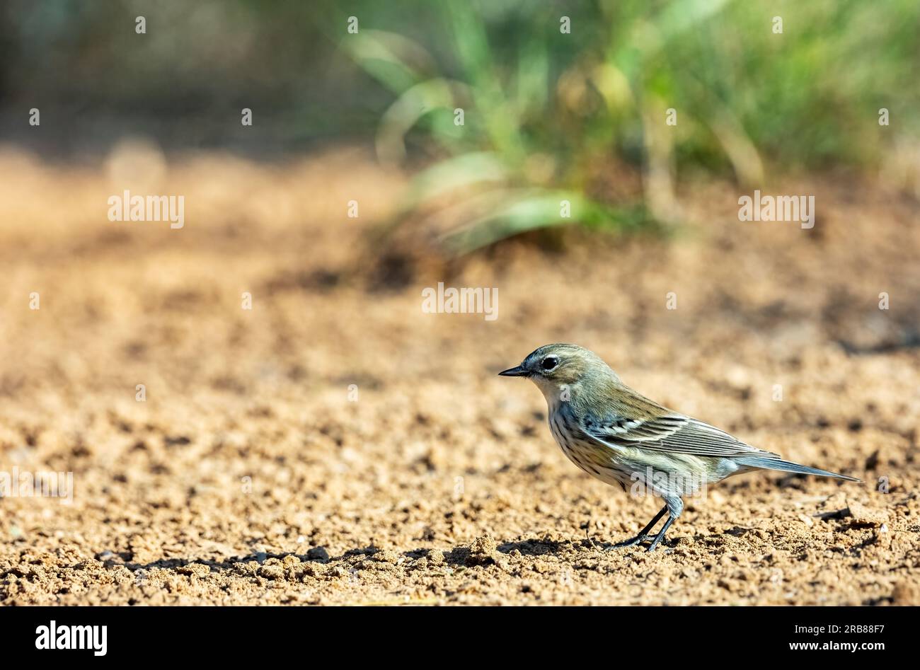 Paruline jaune, Setophaga coronata Santa Clara Ranch, près d'Edinburg, Texas, USA Banque D'Images