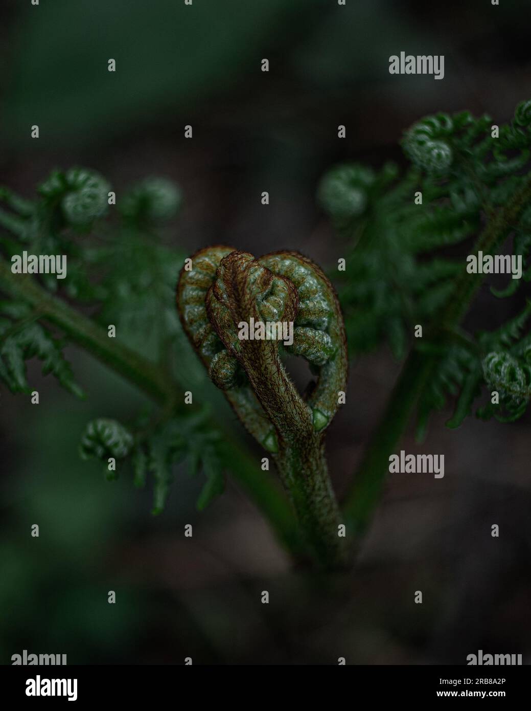 Nouvelle croissance Fern Macro Banque D'Images