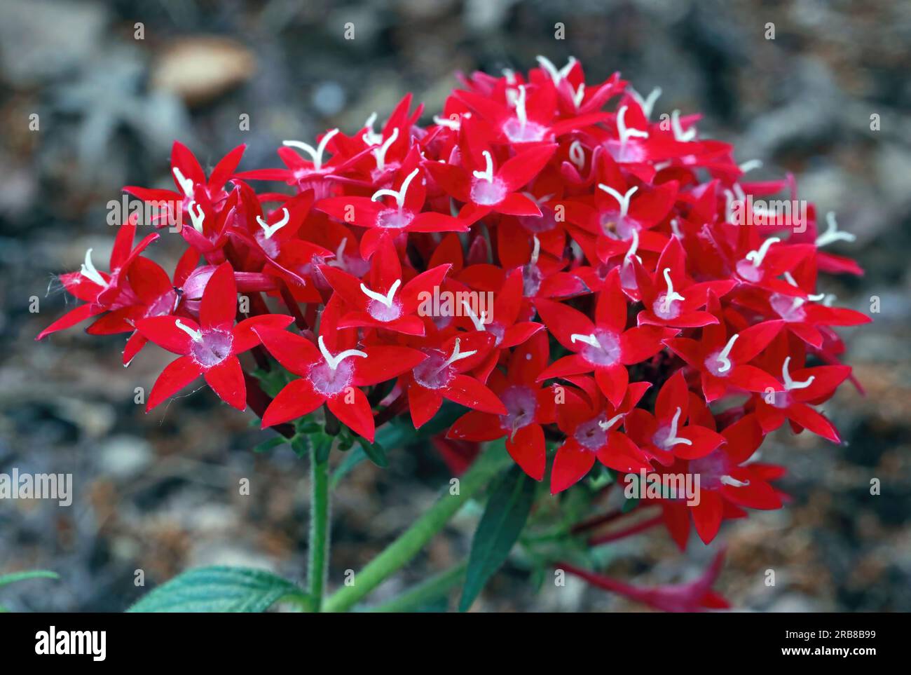 Étoile égyptienne, pentas lanceolata dans un jardin matinal d'été à Longfellow Gardens à Minneapolis, Minnesota USA. Banque D'Images