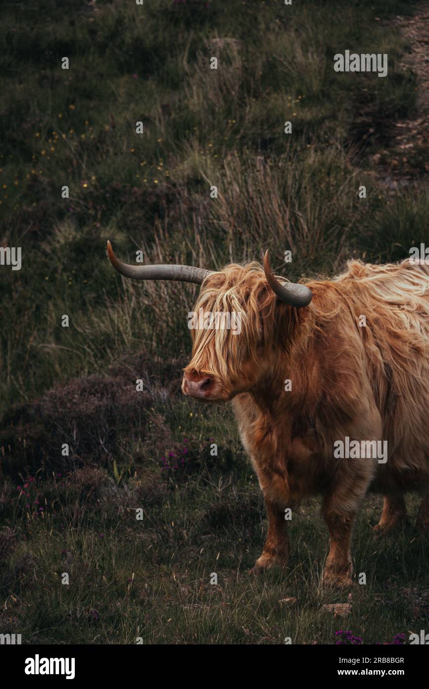 Vache Highland enceinte Close up avec des cornes Banque D'Images