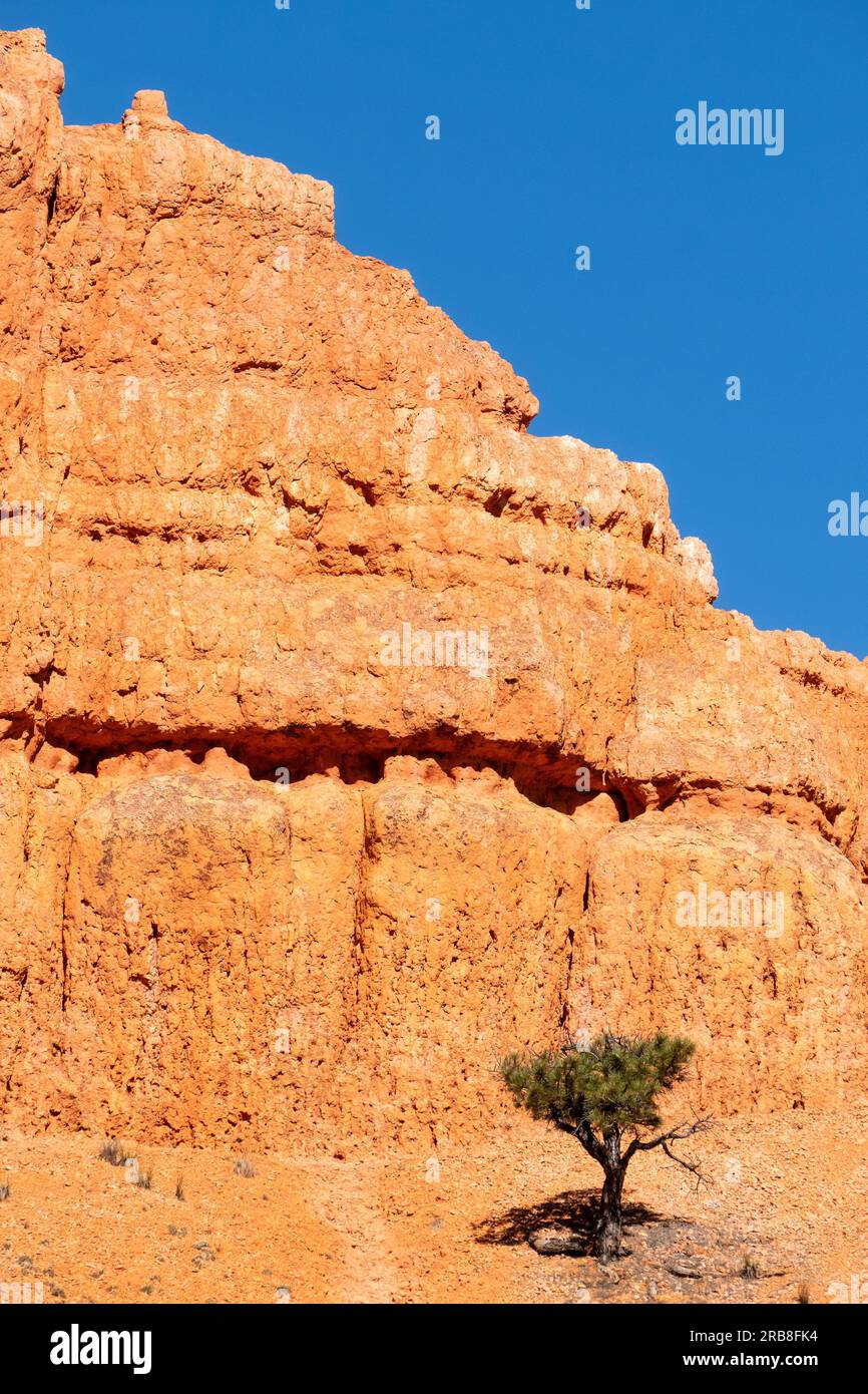 Arbre de genévrier sur la paroi rocheuse de Red Canyon HWY 12 Utah USA Banque D'Images