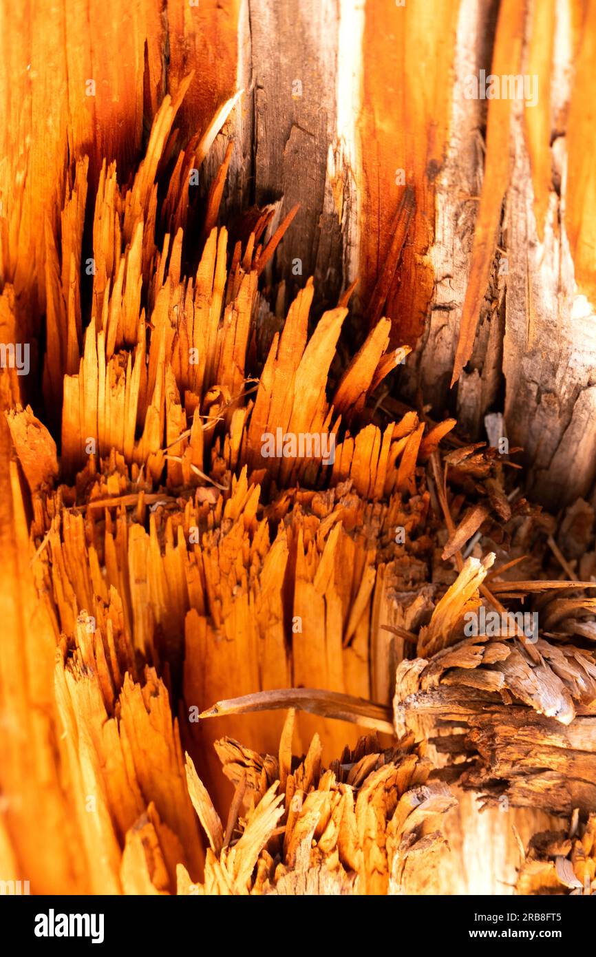 Arbre genévrier mort dans Kodachrome Basin State Park Utah USA Banque D'Images