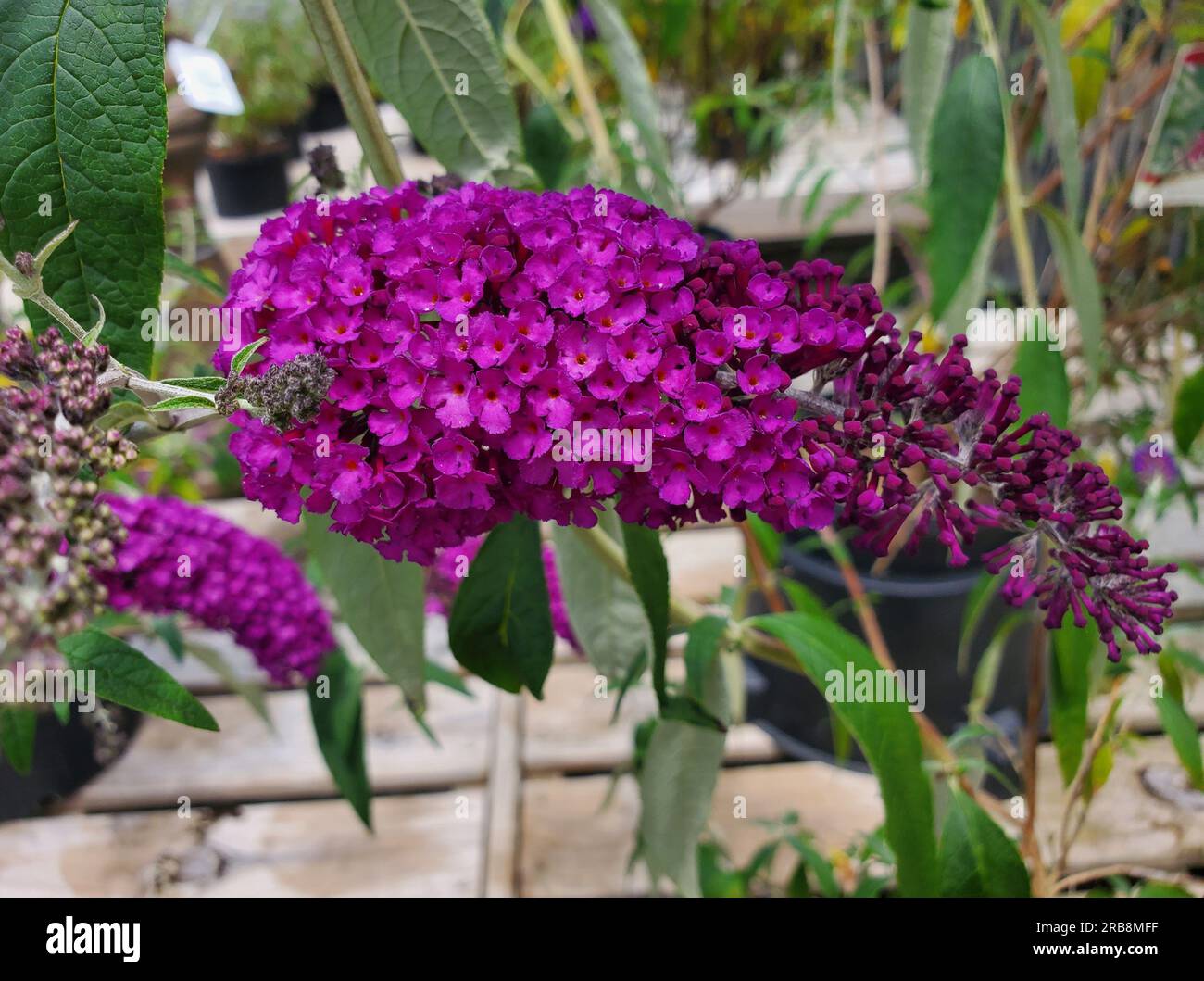 Couleur violet vif des fleurs de buisson papillon Banque D'Images