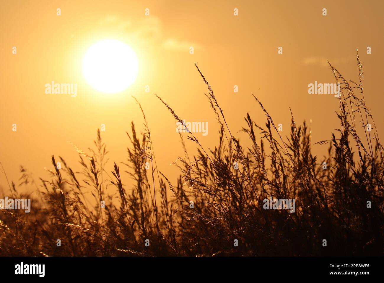 L'herbe brille au soleil du soir Banque D'Images