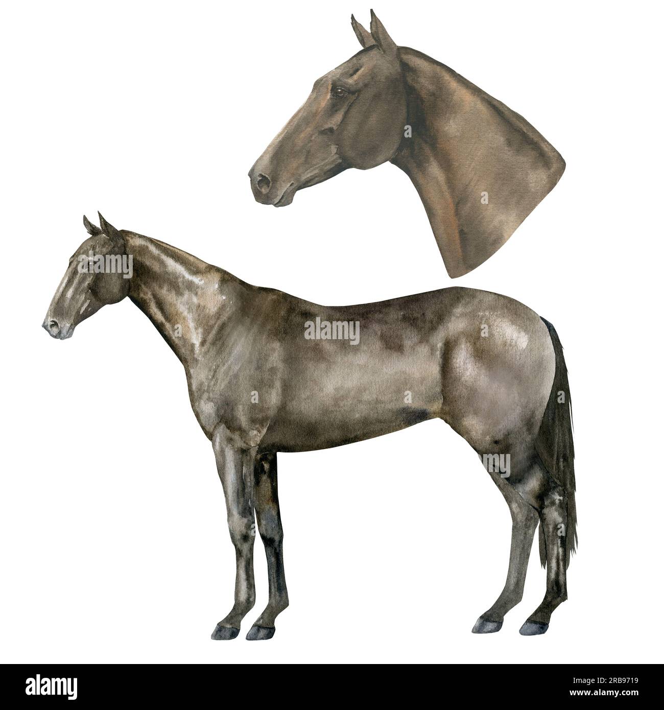 Illustration à l'aquarelle d'un cheval de baie pur-sang anglais debout et portrait. Isolé. Pour des tirages sur le thème de l'équitation, des sports équestres Banque D'Images