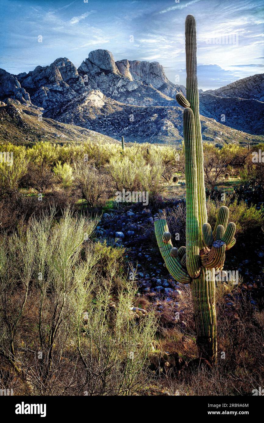 Le haut désert de Sonora en Catalina State Park près de Tucson, en Arizona. Banque D'Images