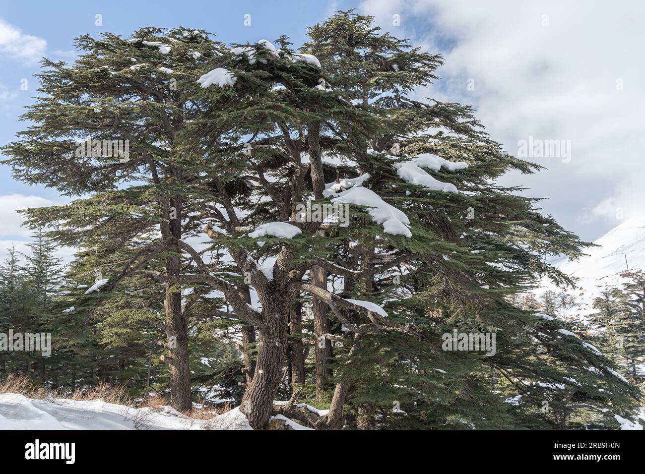 Forêt de cèdres au Liban en hiver Banque D'Images