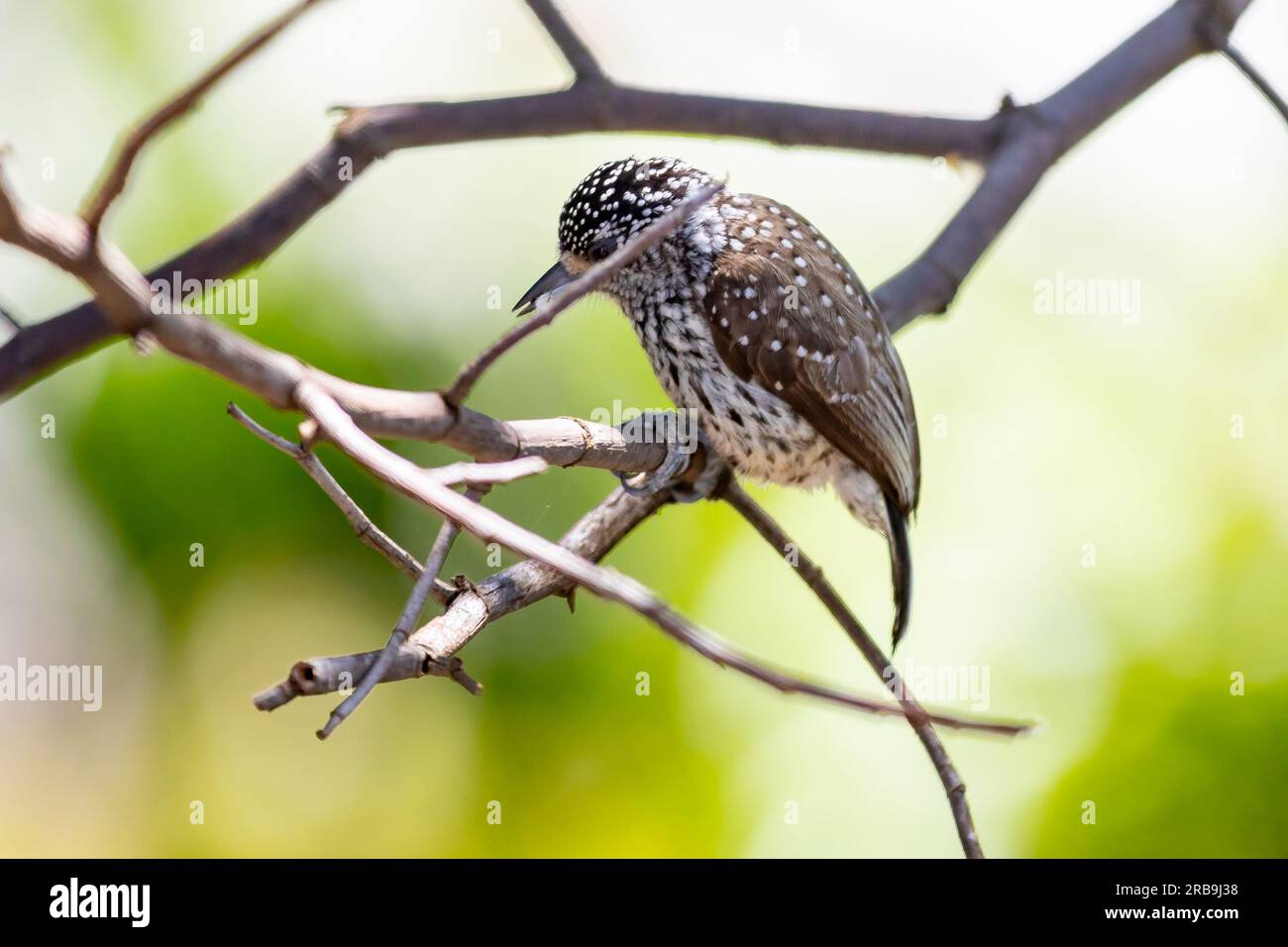 Le plus petit pic au monde, le pic nain brésilien (Picumnus albosquamatus). sont seulement 10 cm Banque D'Images