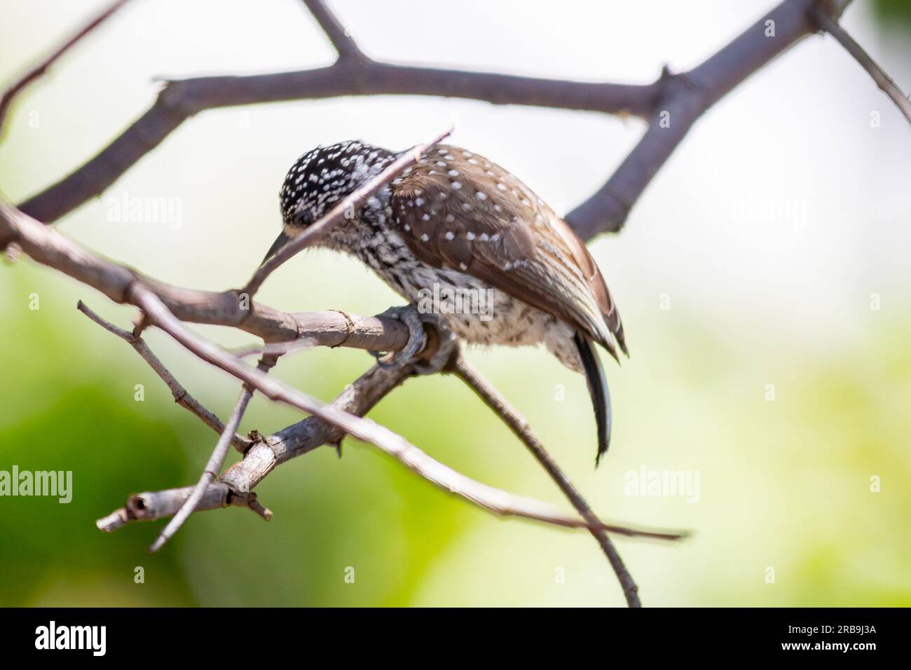 Le plus petit pic au monde, le pic nain brésilien (Picumnus albosquamatus). sont seulement 10 cm Banque D'Images