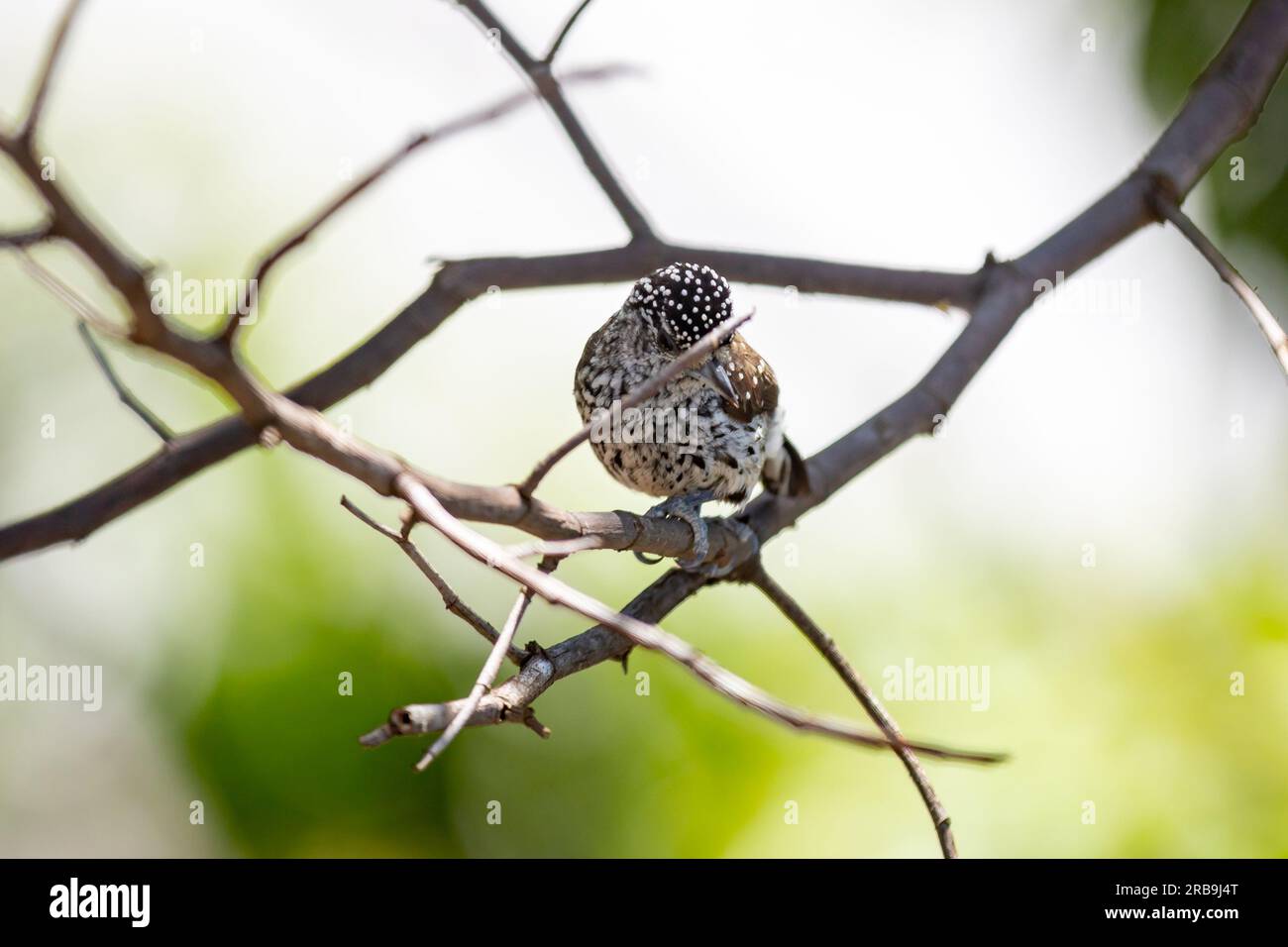 Le plus petit pic au monde, le pic nain brésilien (Picumnus albosquamatus). sont seulement 10 cm Banque D'Images