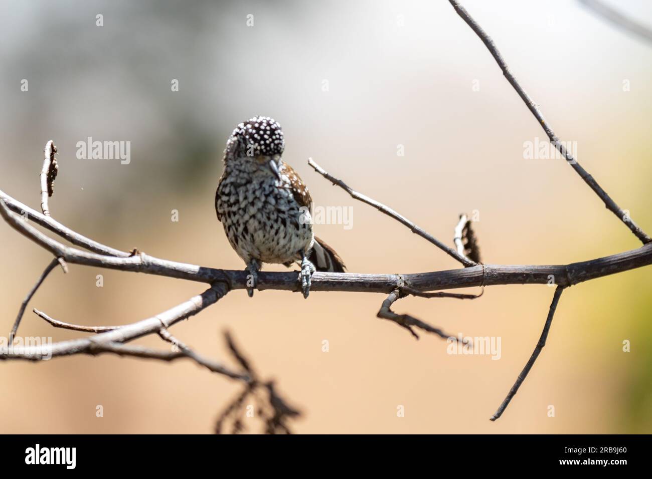 Le plus petit pic au monde, le pic nain brésilien (Picumnus albosquamatus). sont seulement 10 cm Banque D'Images
