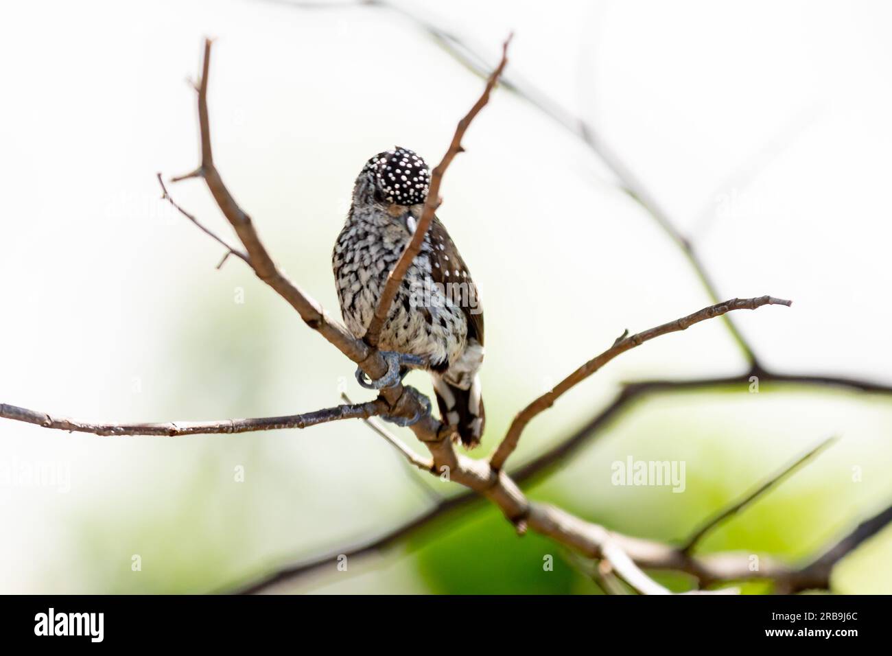 Le plus petit pic au monde, le pic nain brésilien (Picumnus albosquamatus). sont seulement 10 cm Banque D'Images