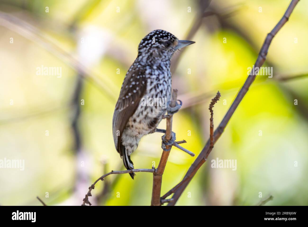Le plus petit pic au monde, le pic nain brésilien (Picumnus albosquamatus). sont seulement 10 cm Banque D'Images