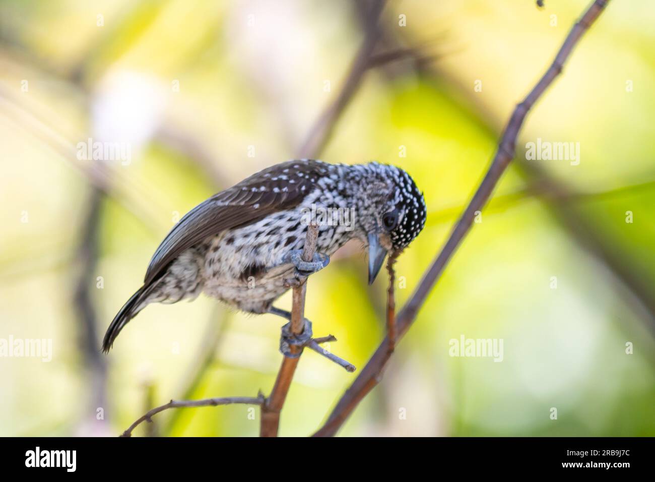 Le plus petit pic au monde, le pic nain brésilien (Picumnus albosquamatus). sont seulement 10 cm Banque D'Images