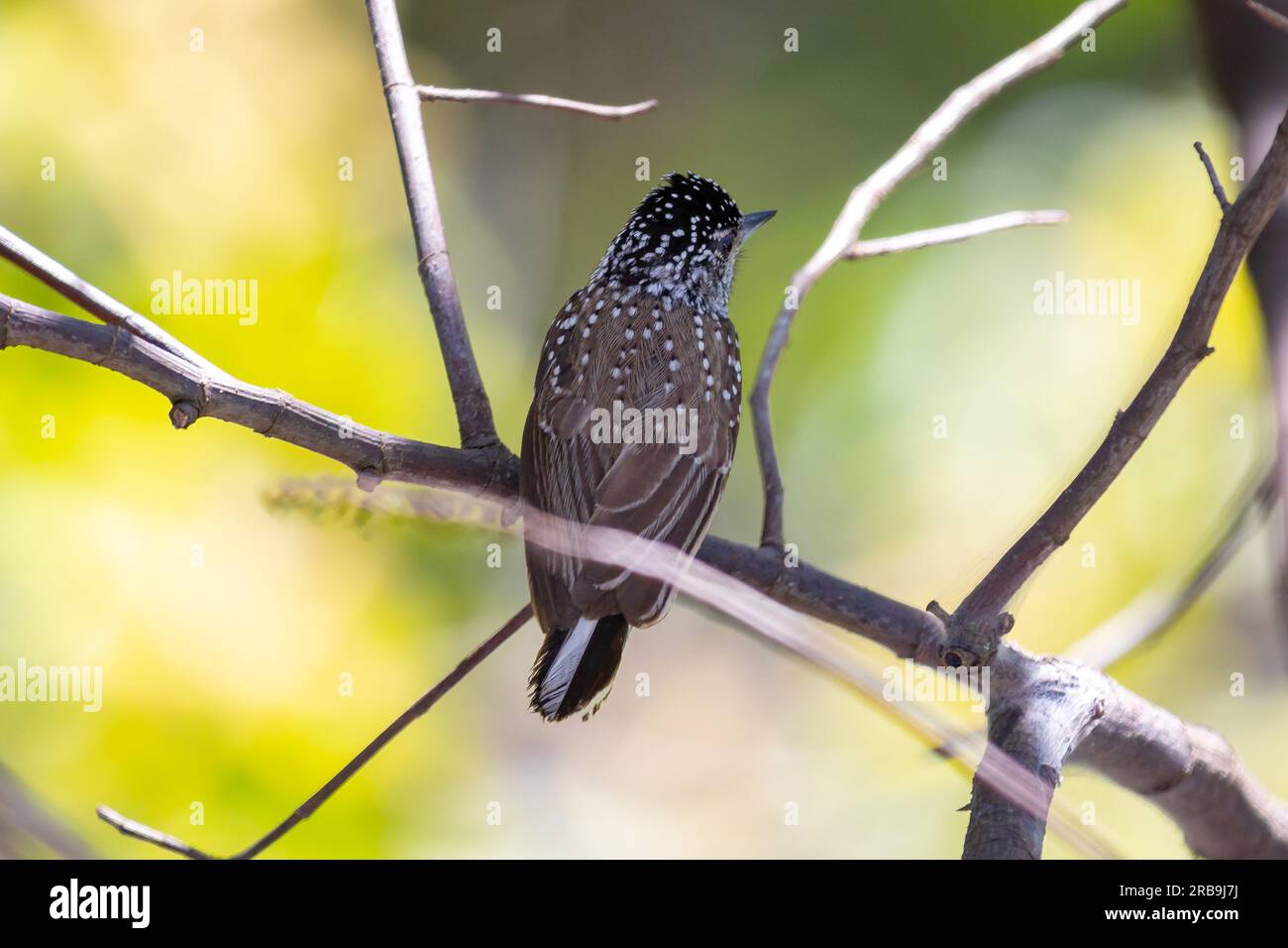 Le plus petit pic au monde, le pic nain brésilien (Picumnus albosquamatus). sont seulement 10 cm Banque D'Images