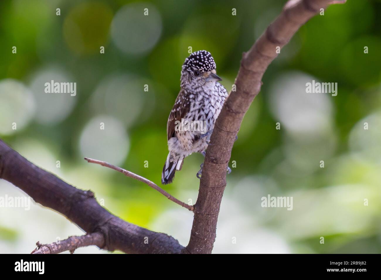 Le plus petit pic au monde, le pic nain brésilien (Picumnus albosquamatus). sont seulement 10 cm Banque D'Images