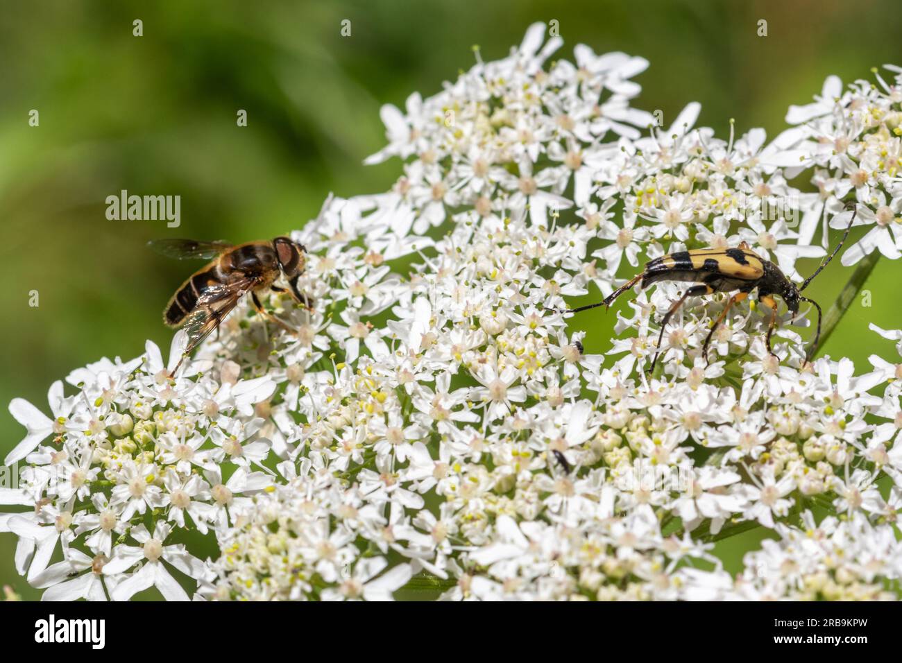 Différents insectes sur le hogweed, concept de biodiversité. Un hoverfly et un coléoptère long sur des fleurs sauvages umbellifer dans les bois pendant l'été, Angleterre, Royaume-Uni Banque D'Images