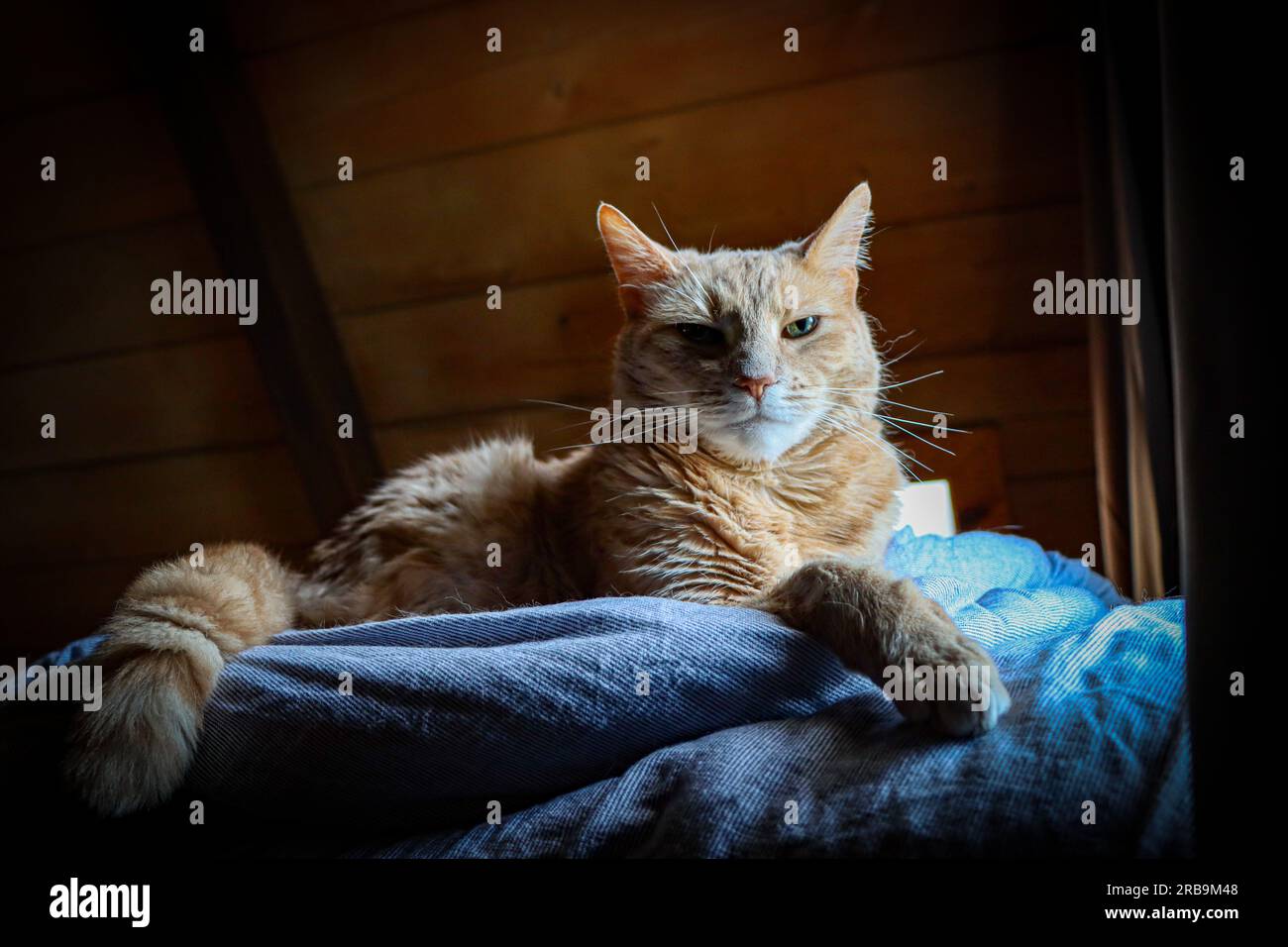Portrait de chat crème Banque D'Images