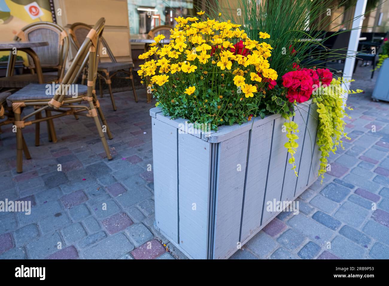 Belle vue sur différentes fleurs extérieures. Beaux fonds naturels colorés. Décor de café extérieur, intérieur design Banque D'Images