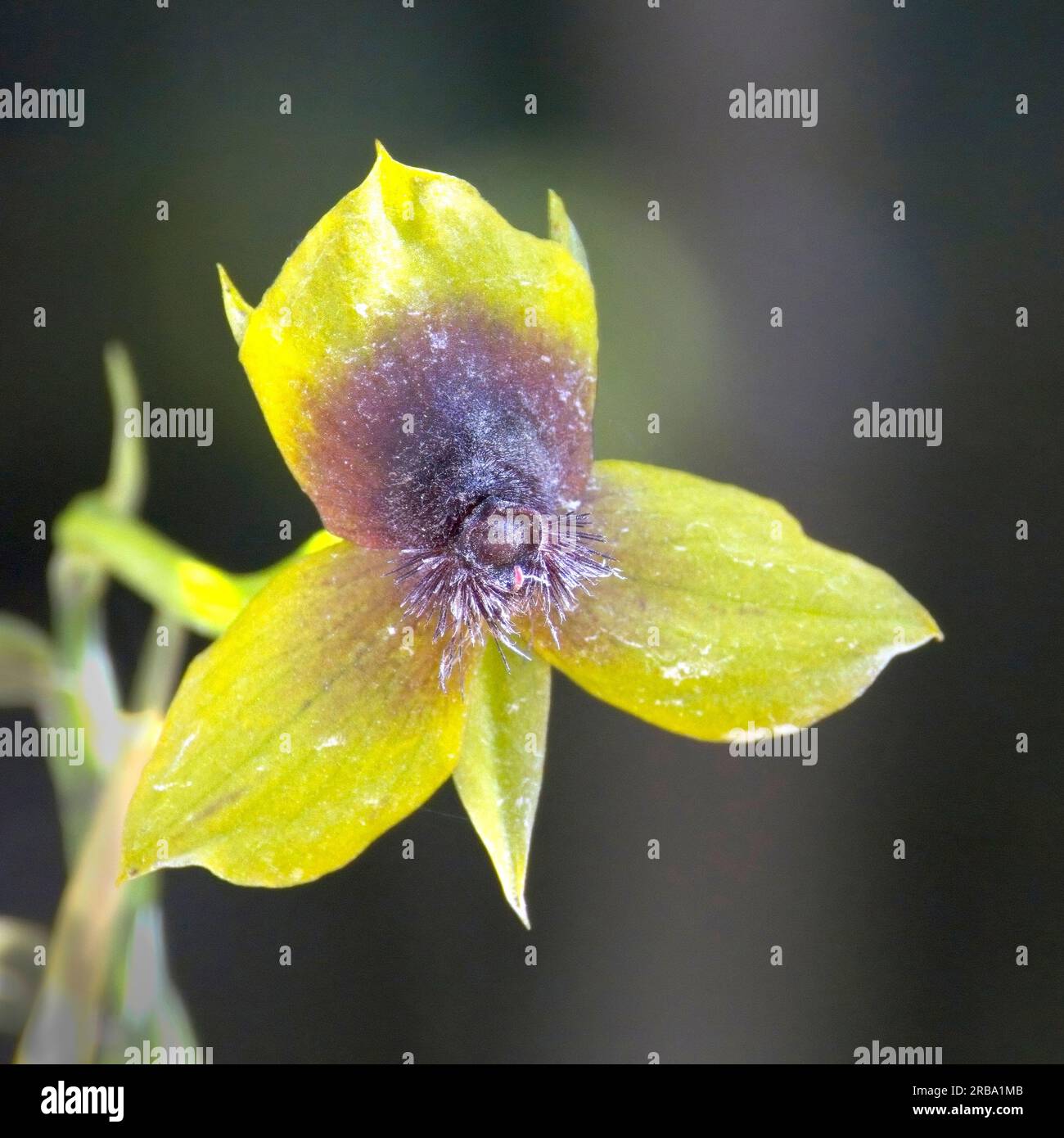 Fleur d'orchidée sauvage (Telipogon berthae) poussant en altitude au sud de Bogota, Colombie. Banque D'Images