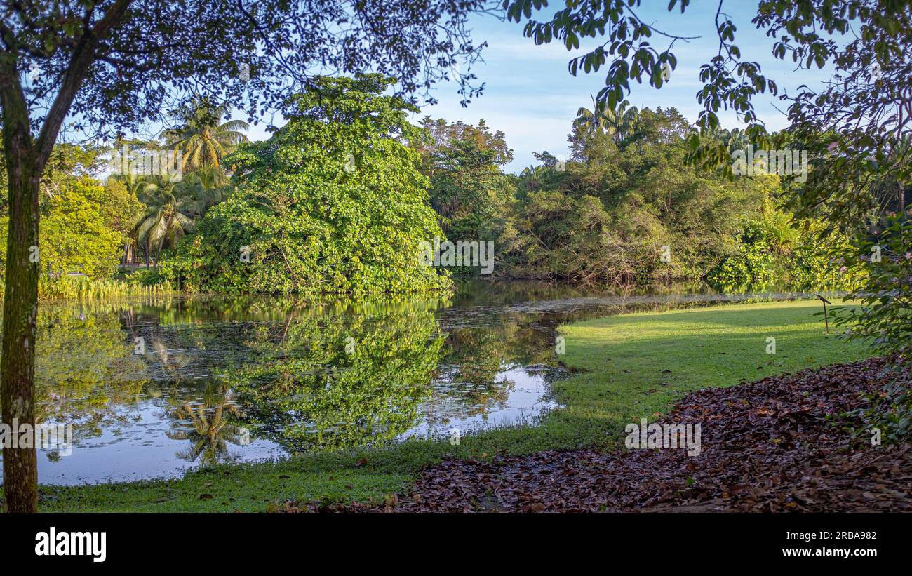 Une végétation encadrée vue matinale sur l'un des lacs du jardin botanique de Singapour. Pris un matin ensoleillé sans personne. Banque D'Images