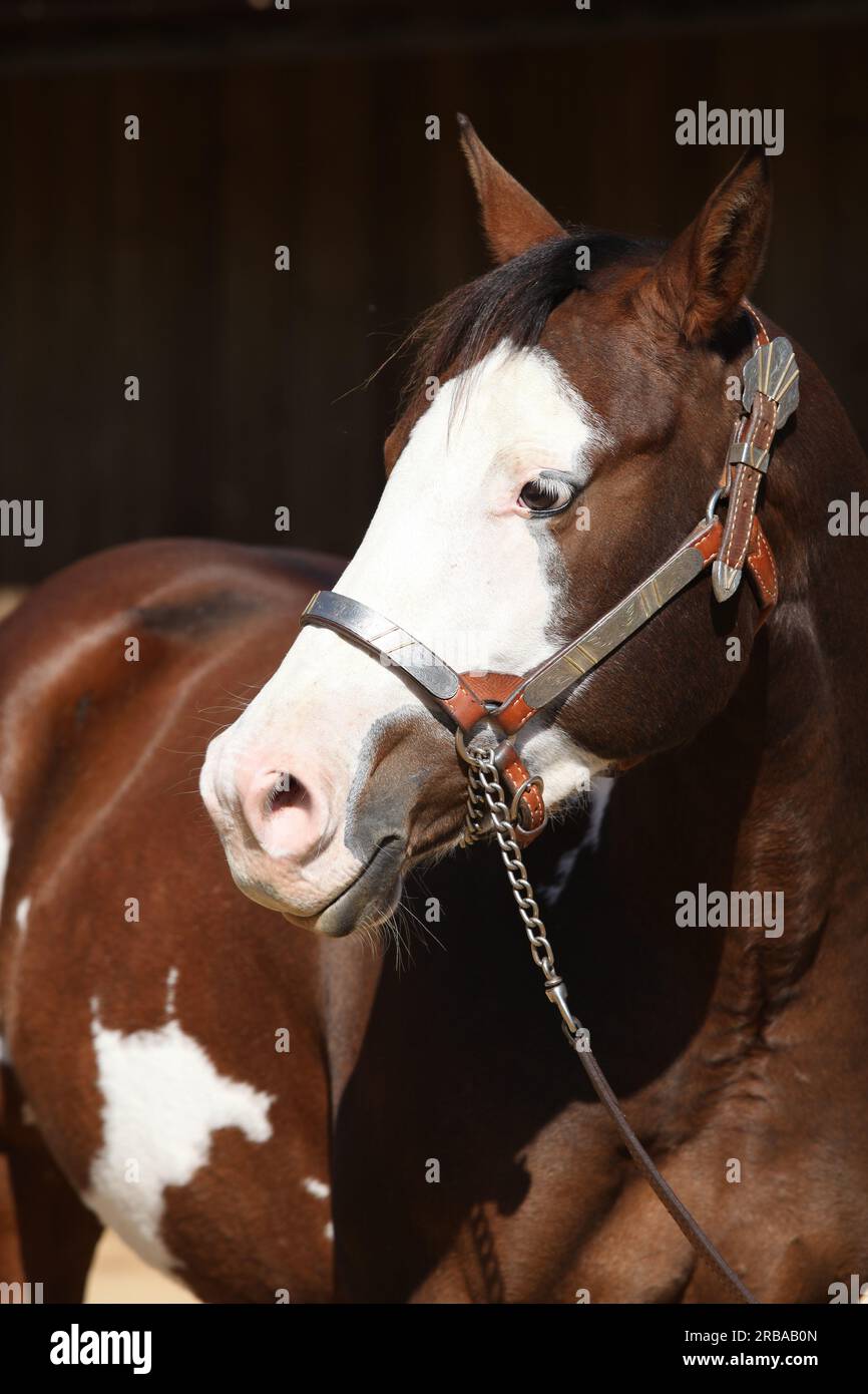 Portrait d'un cheval de peinture incroyable devant l'écurie Banque D'Images