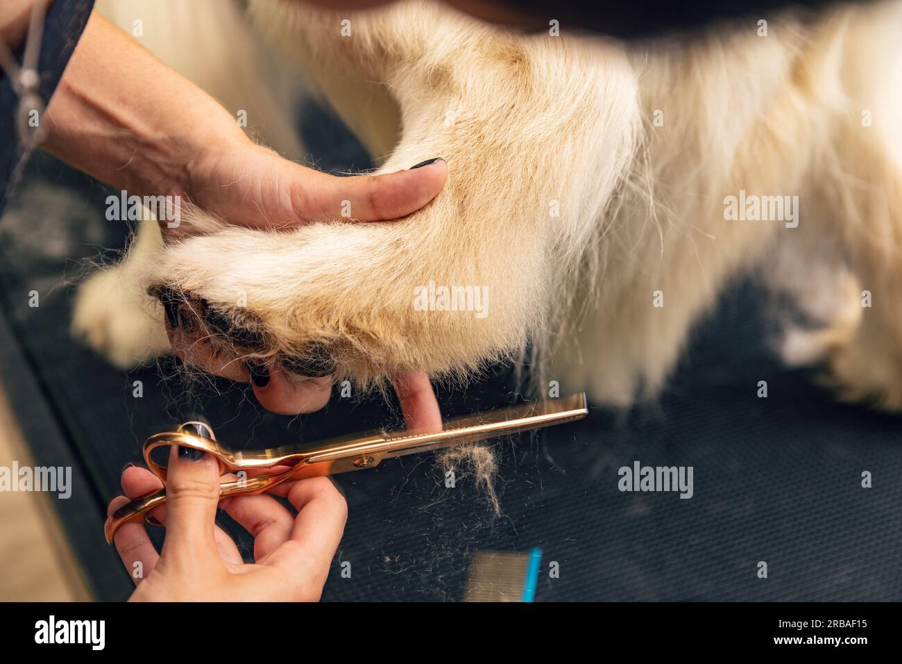 Le toilettage consiste à tailler les poils d'un chien à l'aide de scrissors professionnels Banque D'Images