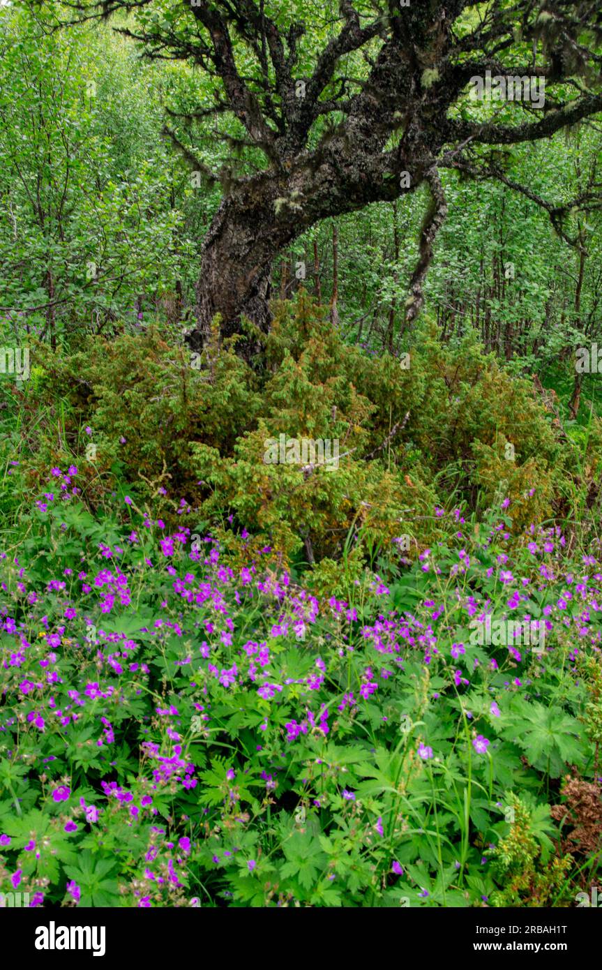 Arbre et fleurs Banque D'Images
