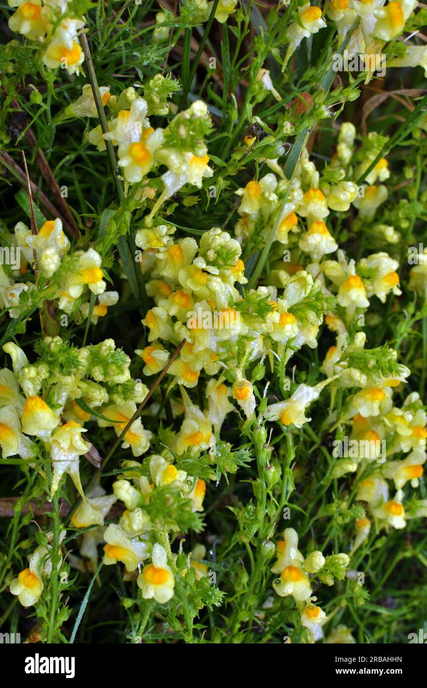 Linaria vulgaris fleurit dans la nature parmi les herbes Banque D'Images