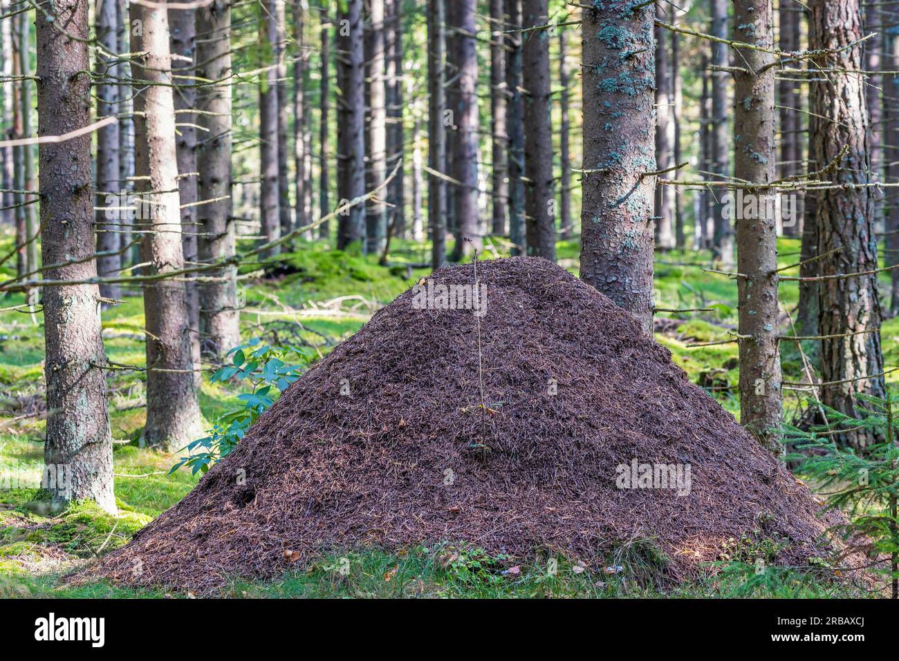 Grosse fourmilière dans une forêt d'épicéas, Suède Banque D'Images