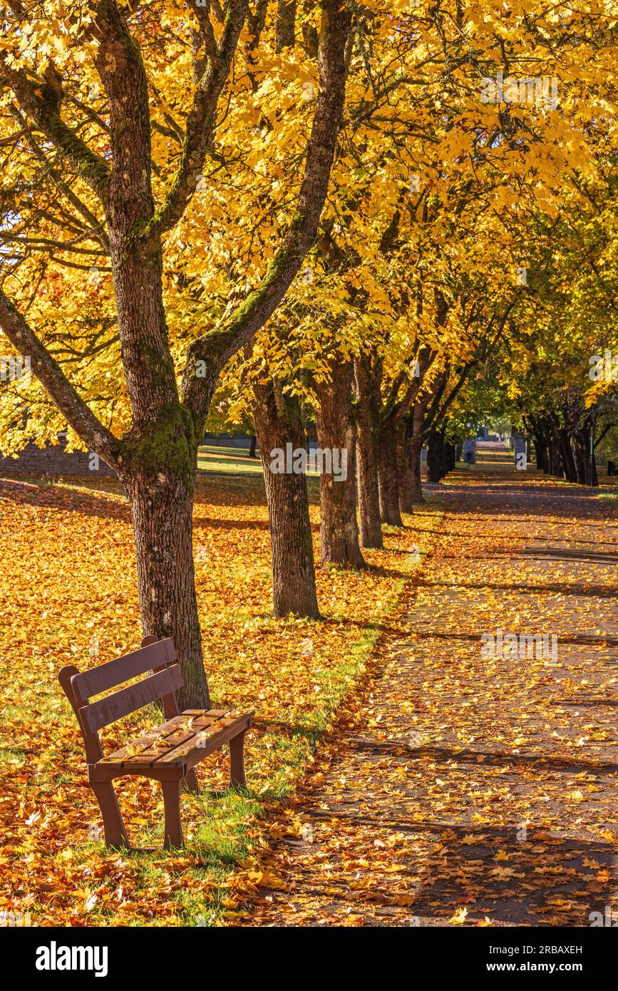 Sentier bordé d'arbres aux couleurs de l'automne et un banc de parc vide une journée ensoleillée d'automne, Suède Banque D'Images