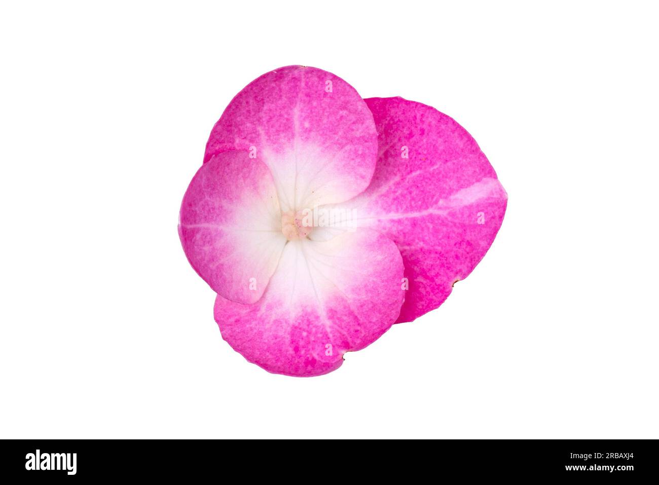 Hortensia de montagne (Hydrangea serrata), fleur, fond blanc, macro shot Banque D'Images