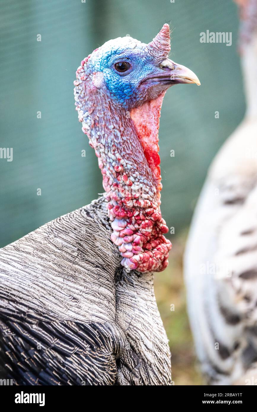Turquie (Meleagris gallopavo), portrait, captive, Llubi, Majorque, Espagne Banque D'Images