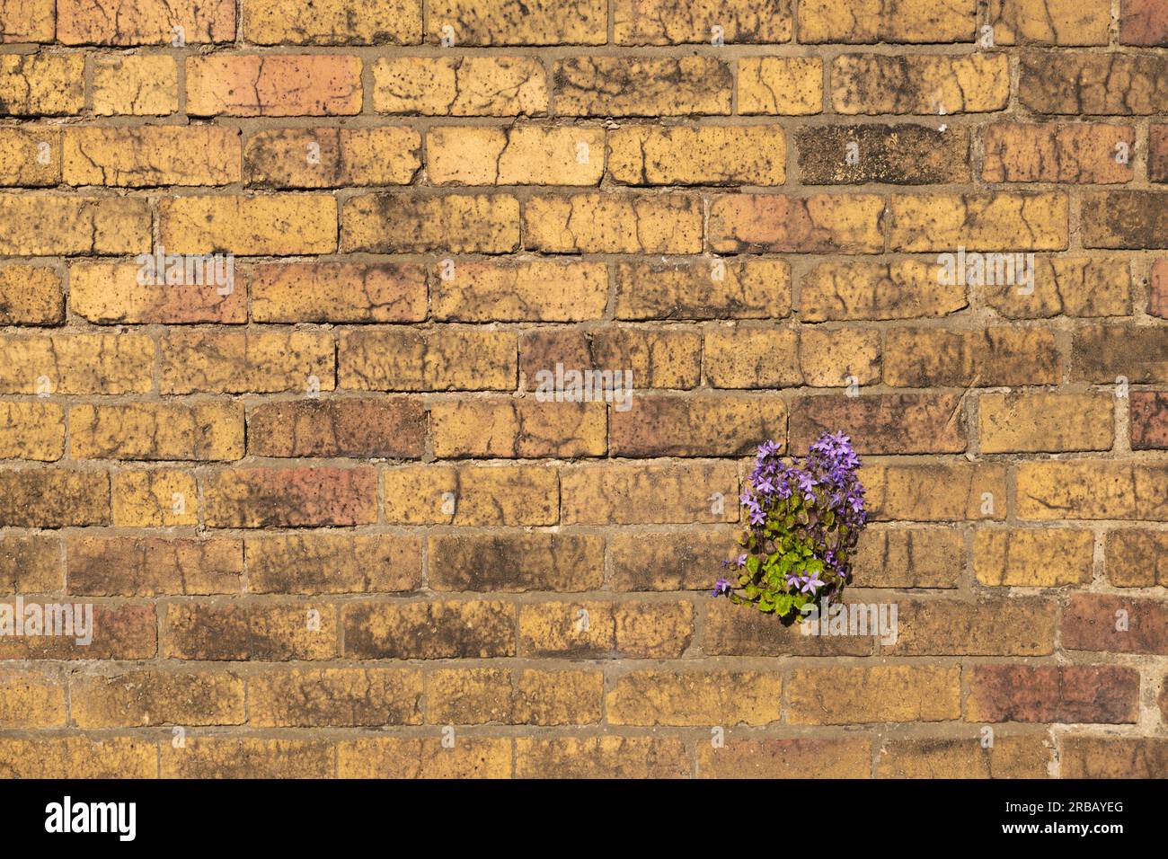Plante poussant sur le mur Banque D'Images