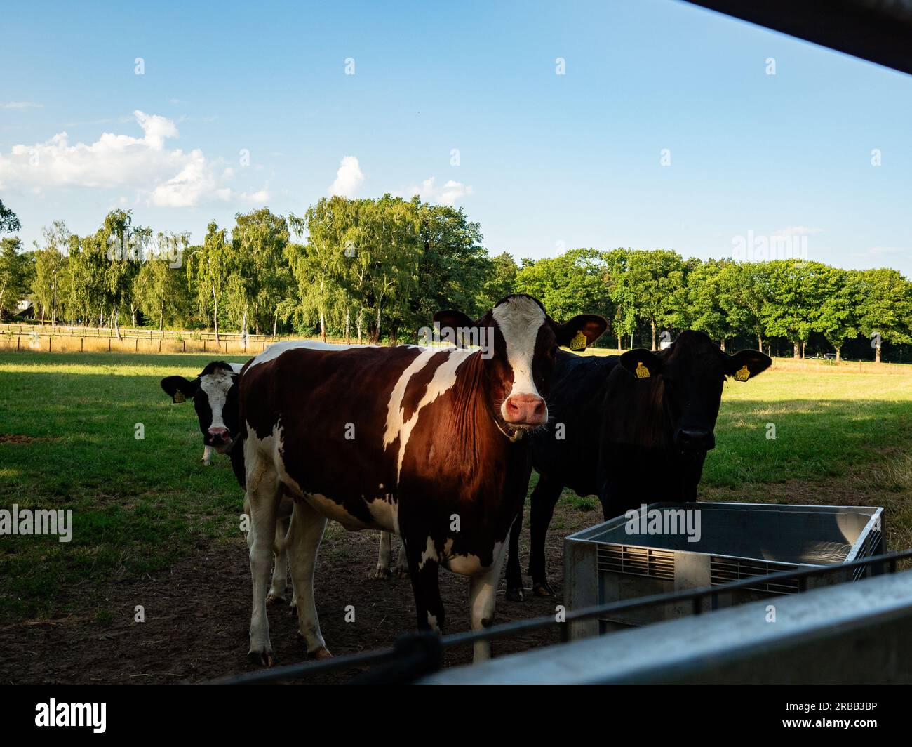 Nijmegen, pays-Bas. 08 juillet 2023. Bétail vu profiter de l'ombre par une journée très chaude. Après la tempête Poly qui a causé de graves dégâts le long du pays. Ce week-end, les températures ont augmenté de plus de 30 degrés Celsius. Ce samedi, selon les météorologues néerlandais a été le jour le plus chaud de l'année. Crédit : SOPA Images Limited/Alamy Live News Banque D'Images