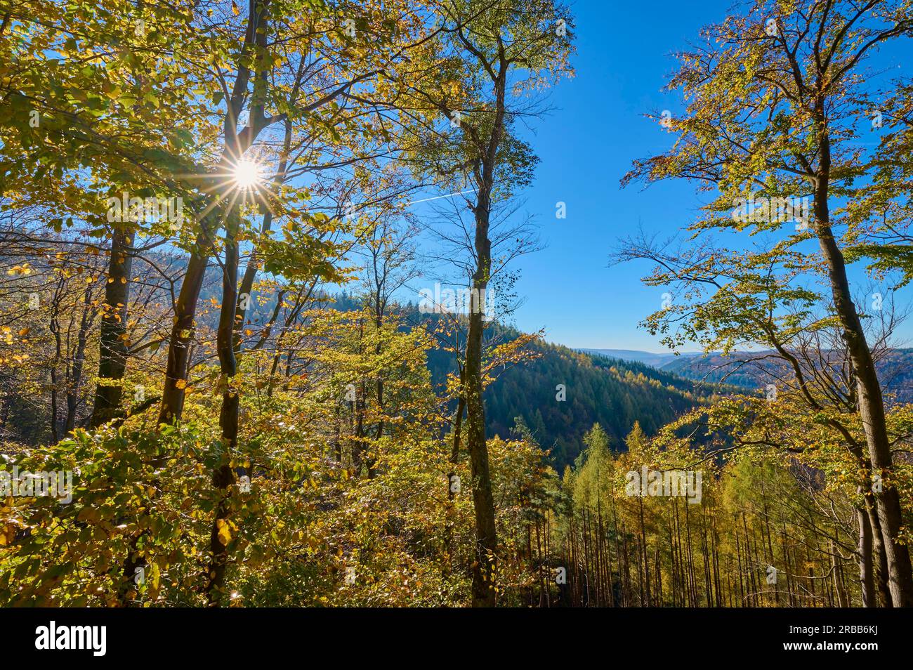 Forêt, vallée, forêt de hêtres, soleil, automne, Hesselbach, Odenwald, Hesse, Allemagne Banque D'Images