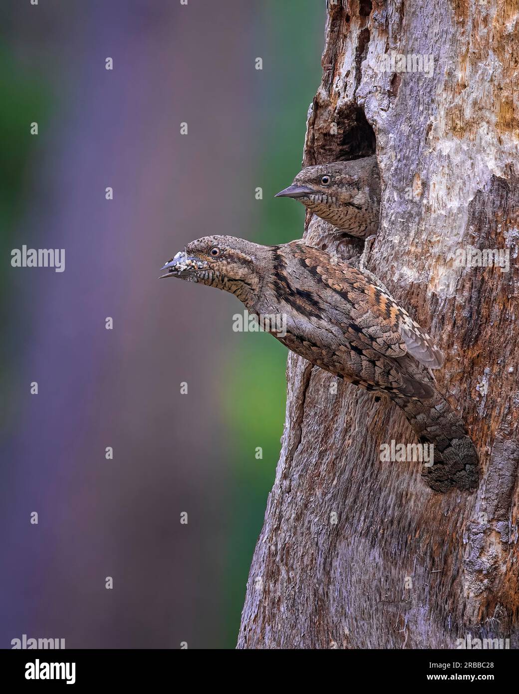 Paire de necks eurasiens (Jynx torquilla), mâle et femelle à la cavité de reproduction, nourriture dans le bec, larves de fourmis comme nourriture, fourmis comme nourriture, pic-bois Banque D'Images