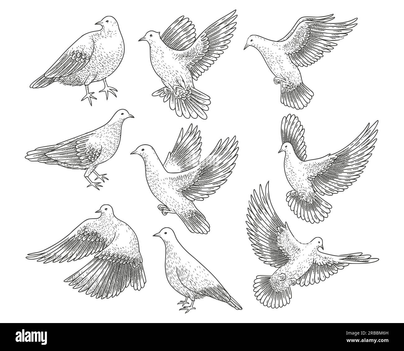 Pigeons et pigeons volants. Blanc vecteur esquisse oiseau avec de larges ailes, comme symbole de loyauté, de paix et de liberté, religieux ou de mariage Illustration de Vecteur
