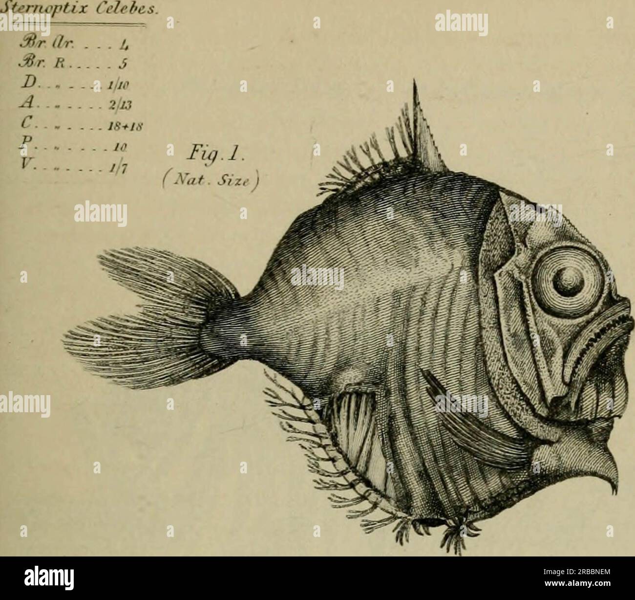 'Edimbourg New Philosophical Journal' (1837 - 1838) Banque D'Images